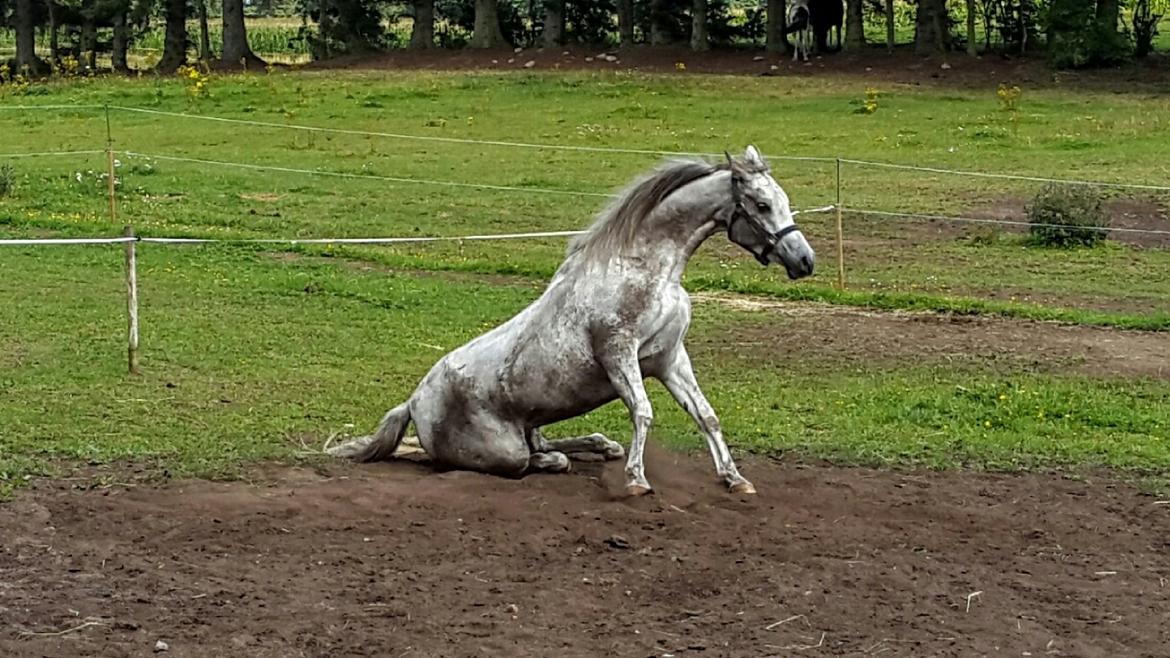 Arabisk fuldblod (OX) Dival ox billede 19