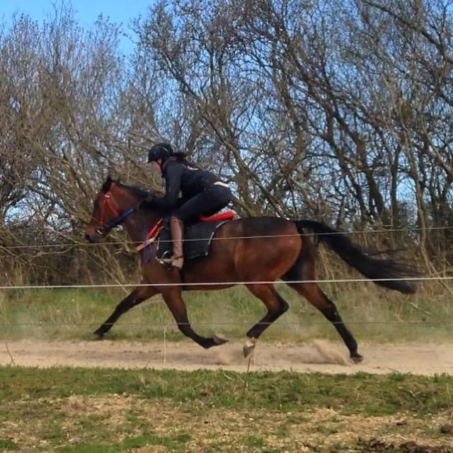 Traver Leve livet billede 2