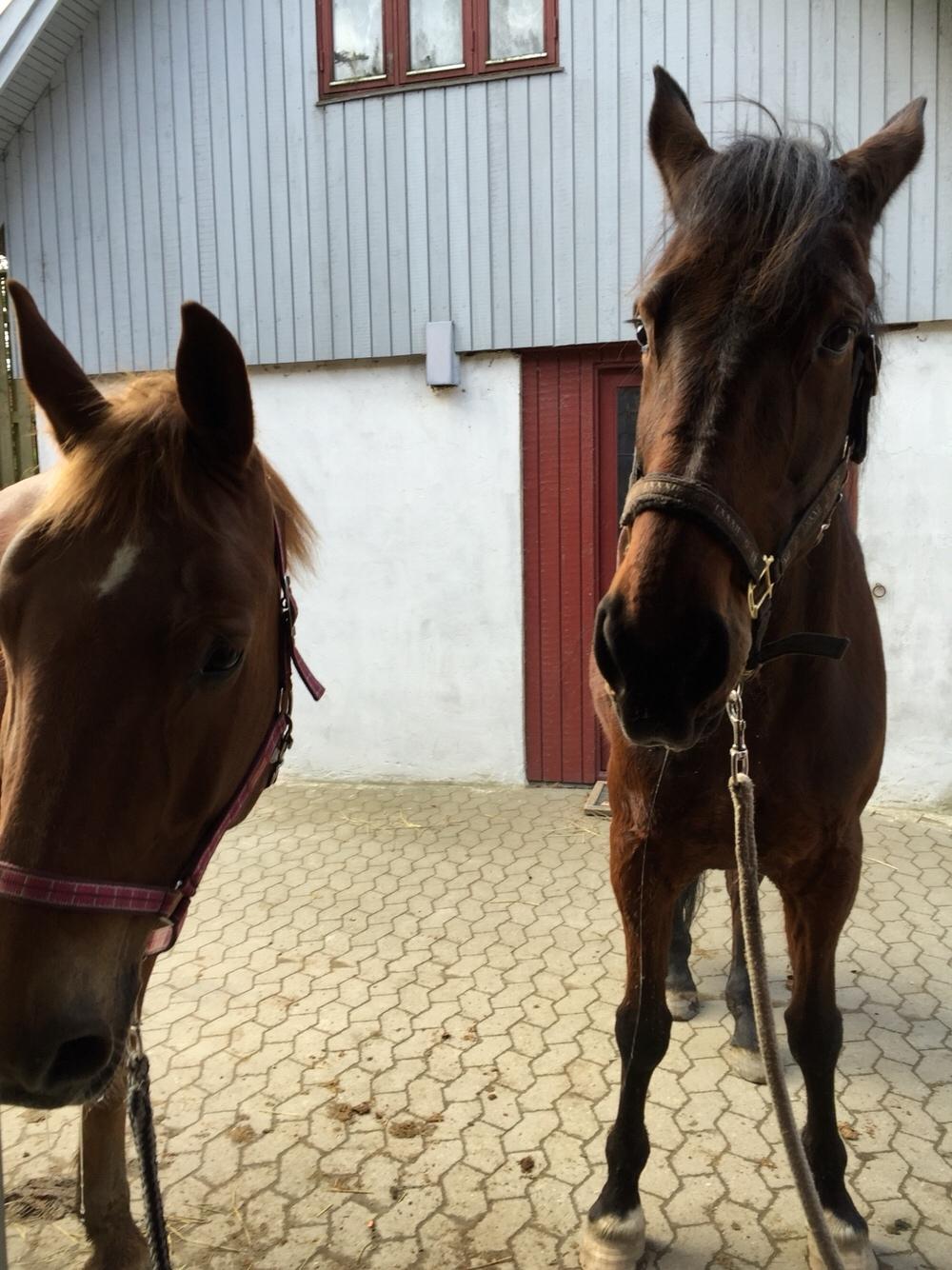 Frederiksborg Felix landlyst "aflivet" billede 6