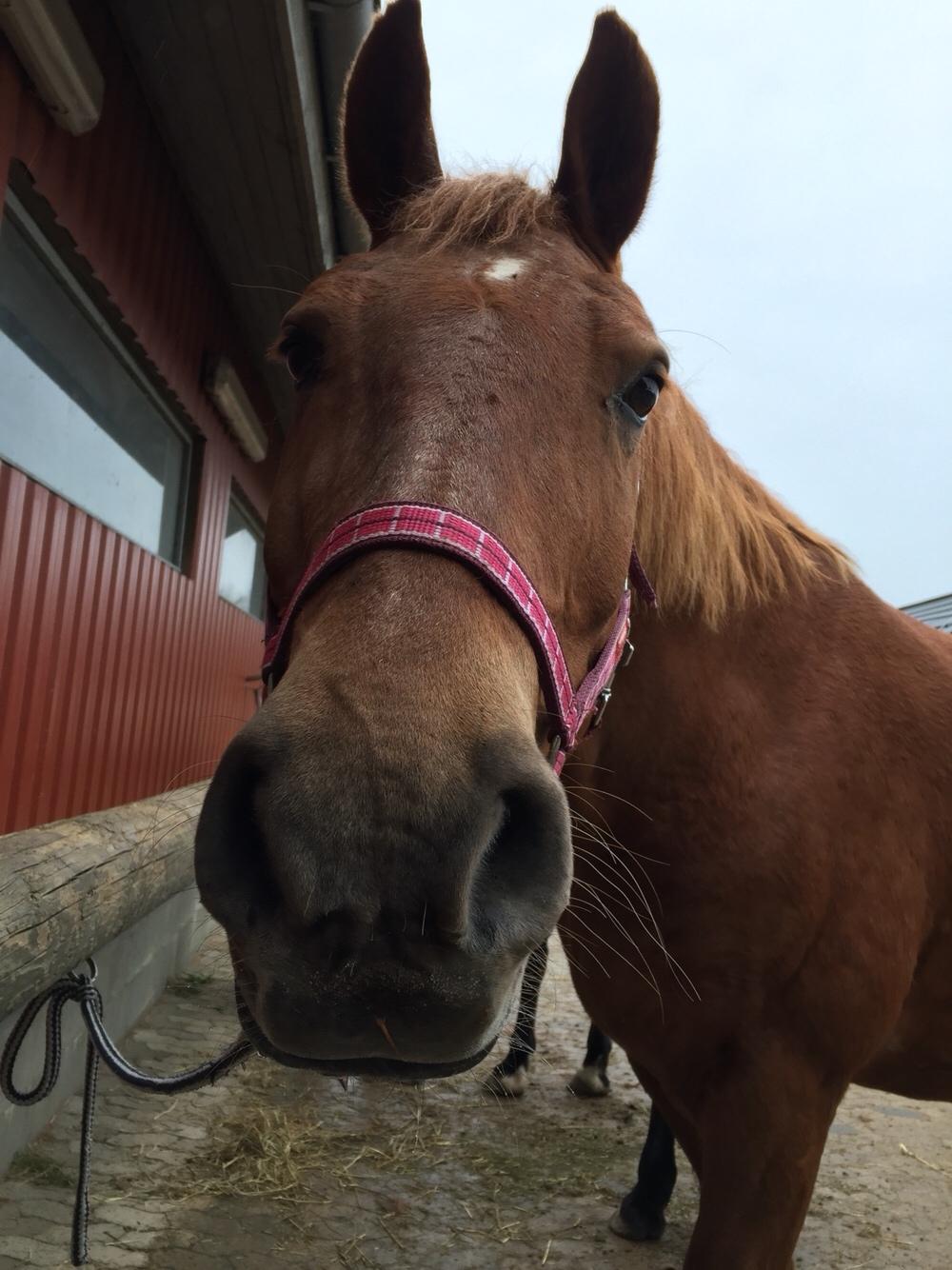 Frederiksborg Felix landlyst "aflivet" billede 5