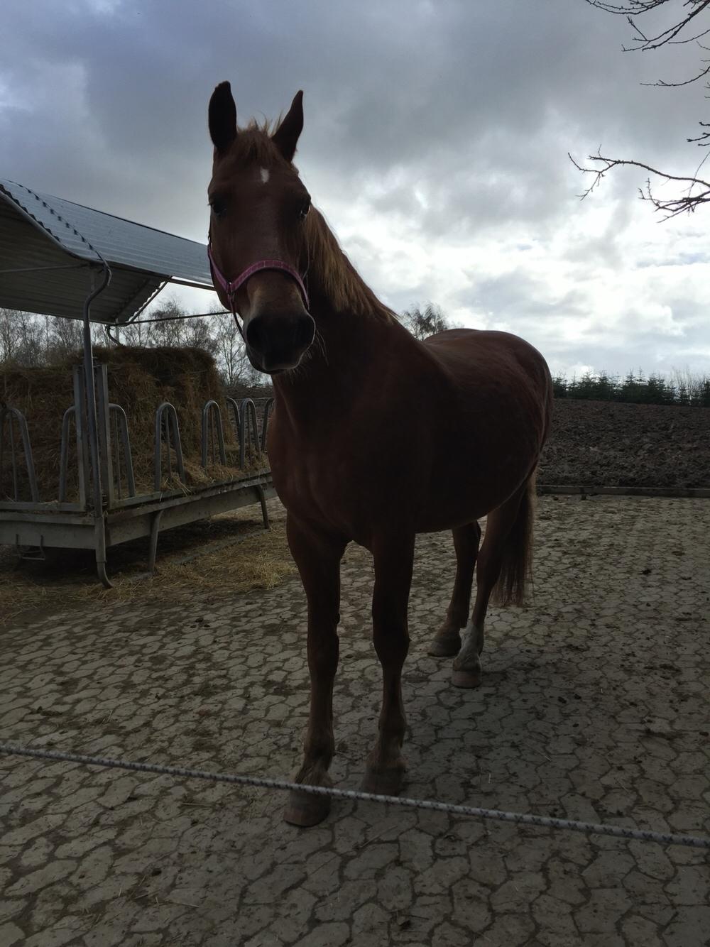 Frederiksborg Felix landlyst "aflivet" billede 13