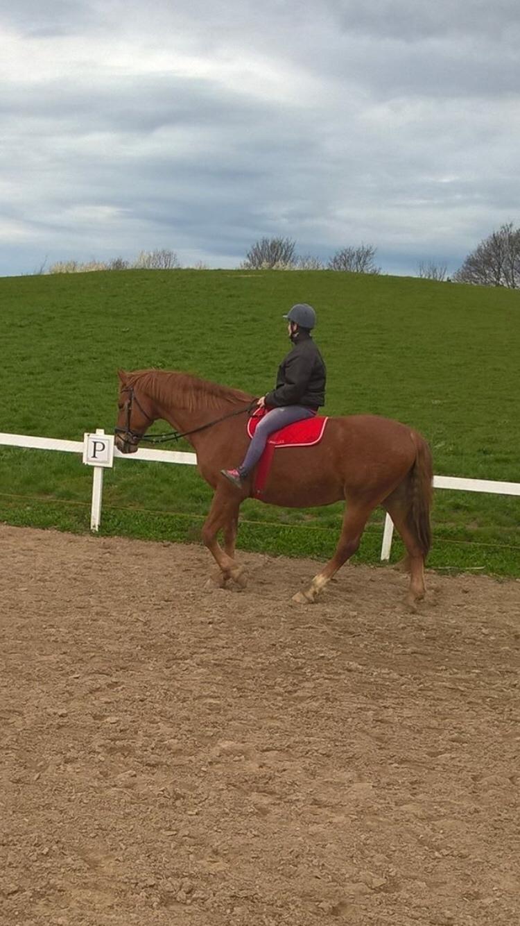 Frederiksborg Felix landlyst "aflivet" billede 14