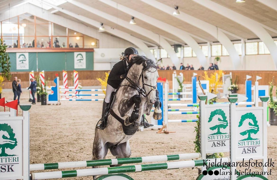 Anden særlig race C. G. Cool Cash billede 14