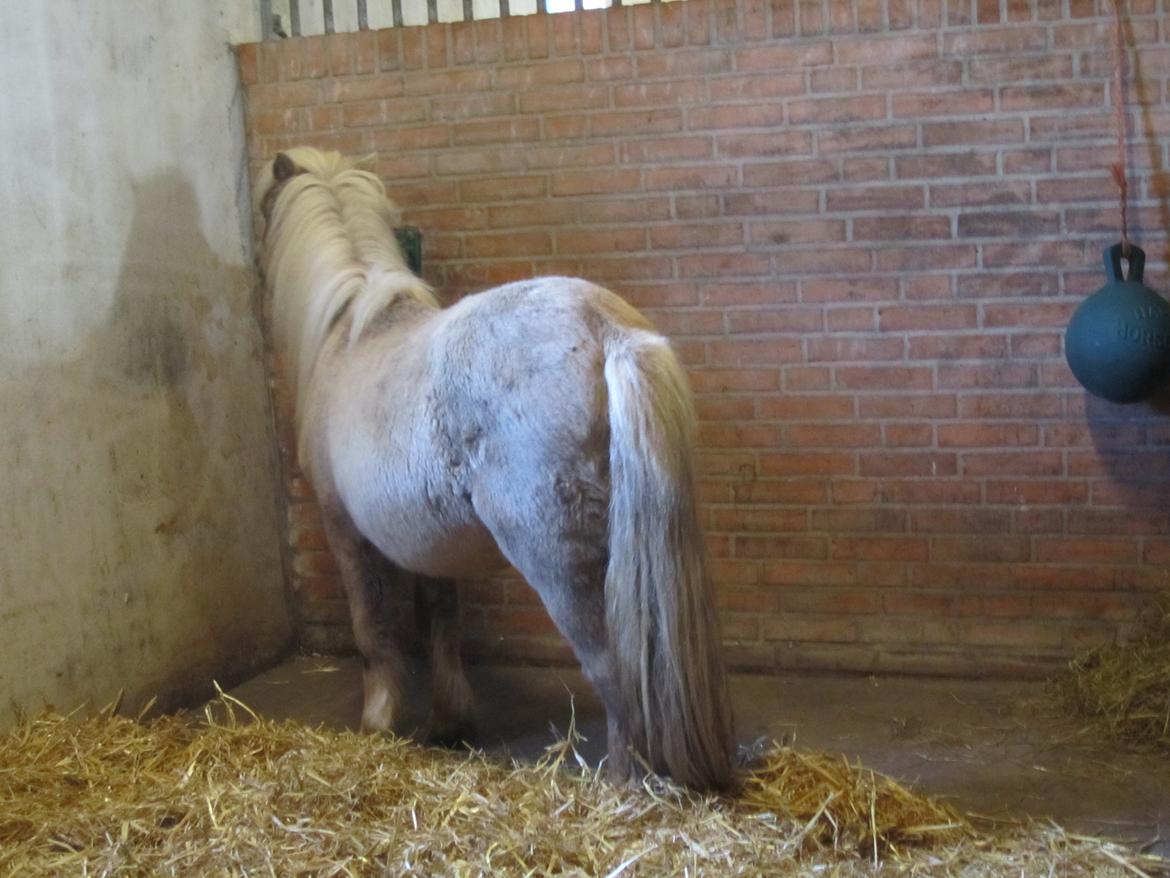 Shetlænder Grønkjærs Achilles - Ved at undersøge sin nye boks billede 2