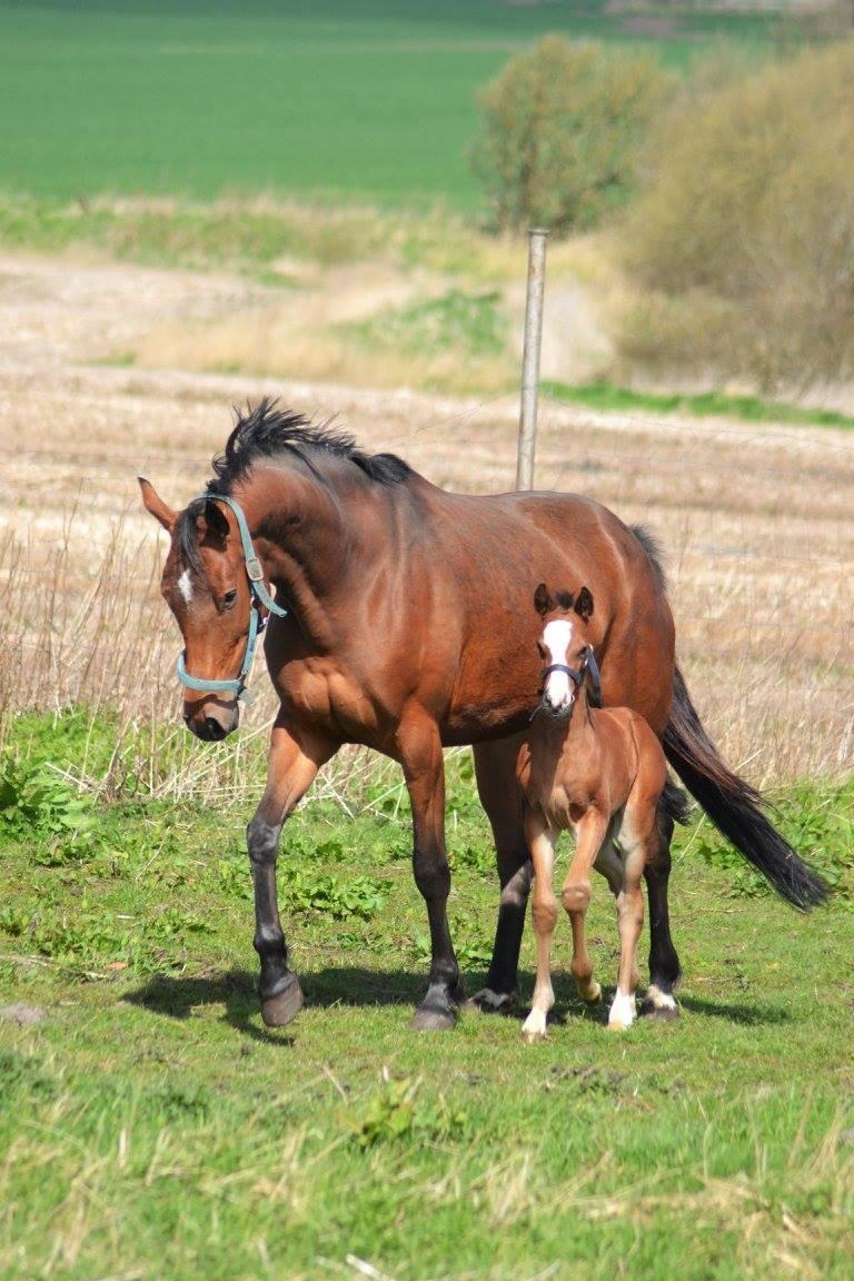 Anden særlig race Lippaschu billede 19