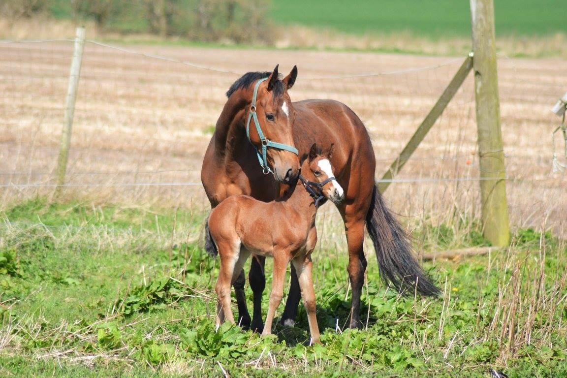 Anden særlig race Lippaschu billede 20