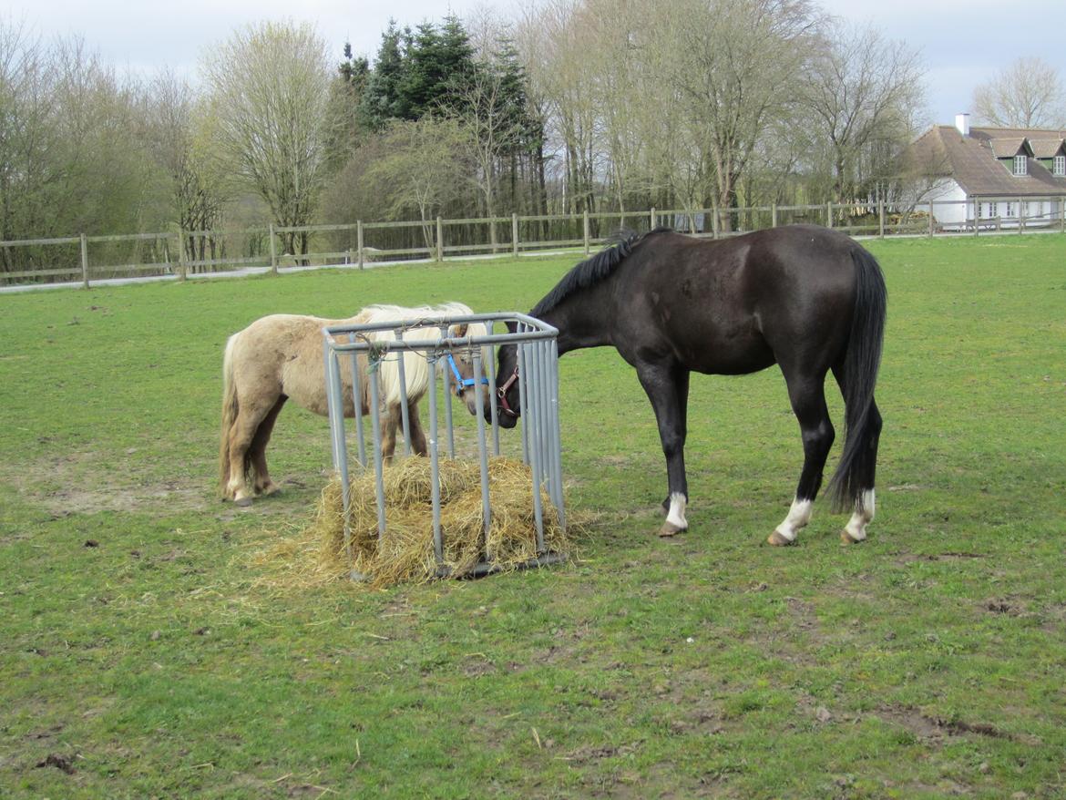 Shetlænder Grønkjærs Achilles - Min lidt store fold makker billede 4