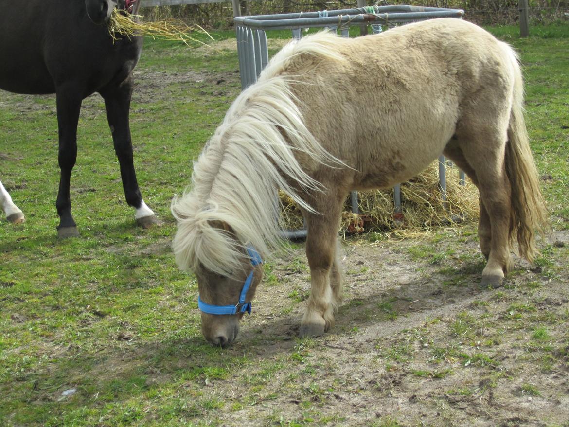 Shetlænder Grønkjærs Achilles - Er jeg ikke bare fin? billede 5