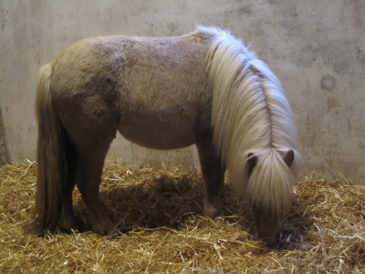 Shetlænder Grønkjærs Achilles - Alt skal lige undersøges billede 3