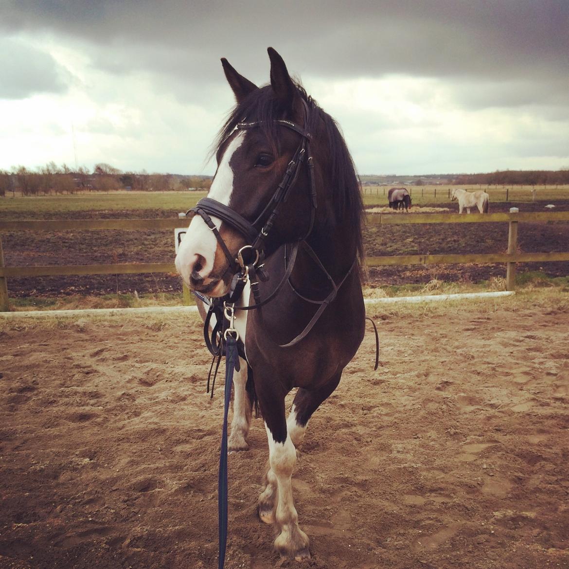 Anden særlig race Jokke billede 16