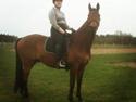 Trakehner Picobello
