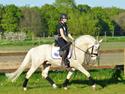 Palomino Stensgaardens cavanoux (EU Hingst)