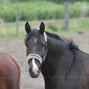 Anden særlig race Black<3 aka B!