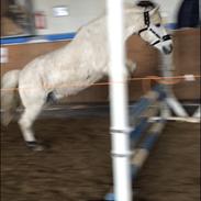 Anden særlig race Klaus