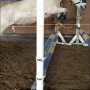 Anden særlig race Klaus