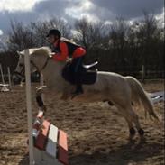 Anden særlig race Klaus