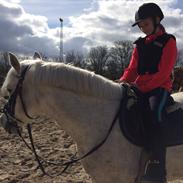 Anden særlig race Klaus