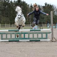 Fell pony Kerbeck Smoke'n'Fire