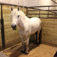 Fell pony Kerbeck Smoke'n'Fire