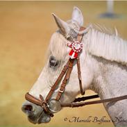 Anden særlig race Blue silver moon