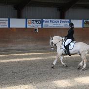 Fjordhest Max af bakkely