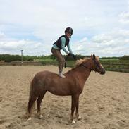 Anden særlig race Mathilde