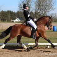 Welsh Pony af Cob-type (sec C) Rytterbjergets Discovery - B pony