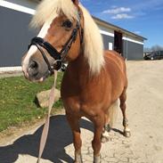 Haflinger Froukje van de oosterweg