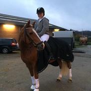 Haflinger Froukje van de oosterweg