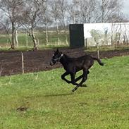 Anden særlig race Valentinos Grey diamond