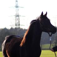 Arabisk fuldblod (OX) Magnum Mazu OX