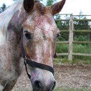 Anden særlig race Sultan