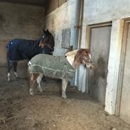 Anden særlig race Sultan