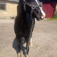 Welsh Pony af Cob-type (sec C) Godthåbs Obama