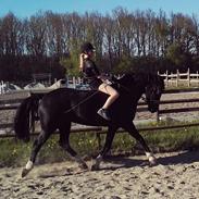 Welsh Cob (sec D) Svalegården's Annihilater