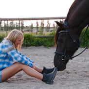 Welsh Cob (sec D) Svalegården's Annihilater