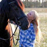 Welsh Cob (sec D) Svalegården's Annihilater