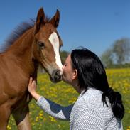 Welsh Cob (sec D) Royal Gogo 