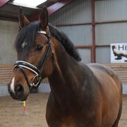 Dansk Varmblod Catinka