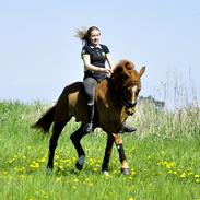 Anden særlig race Kelabo van Orchid's