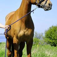 Anden særlig race Kelabo van Orchid's