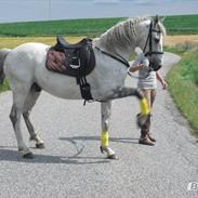 Anden særlig race Mozart