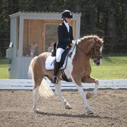 Pinto Julius | A-pony | Til saalg