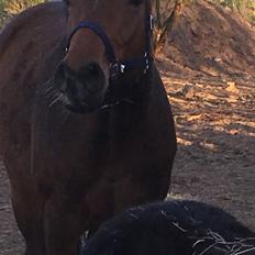 Dansk Varmblod Desire