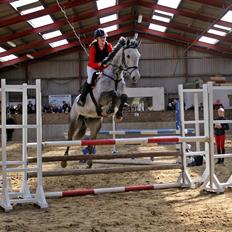 Dansk Varmblod Cornelius