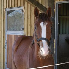 Dansk Varmblod Gørklintgårds Gratia