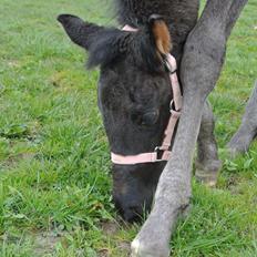 Dansk Varmblod Rihanna A.N.