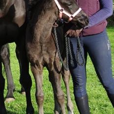 Dansk Varmblod Rihanna A.N.