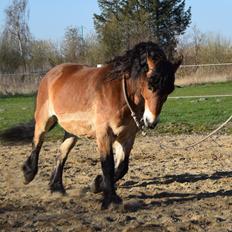 Nordsvensk Skovhest Balder (Cuauhtémoc Achak Canowicakte)