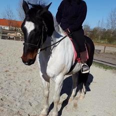 Anden særlig race Sofus 